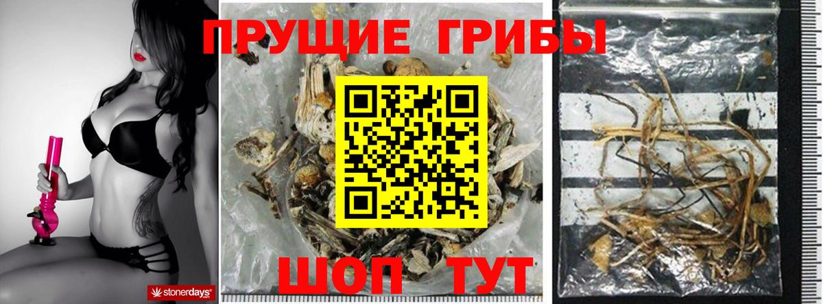 Галлюциногенные грибы GOLDEN TEACHER  Вход с VPN  Галлюциногенные грибы мицелий  Черняховск 